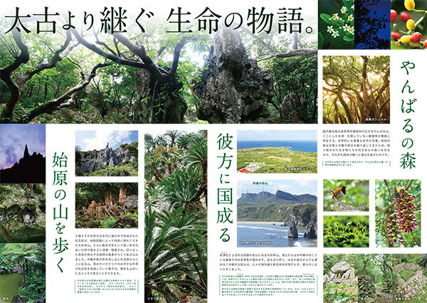 沖縄の観光施設 大石林山